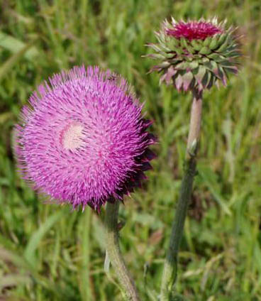 Musk Thistle, carduus nutans